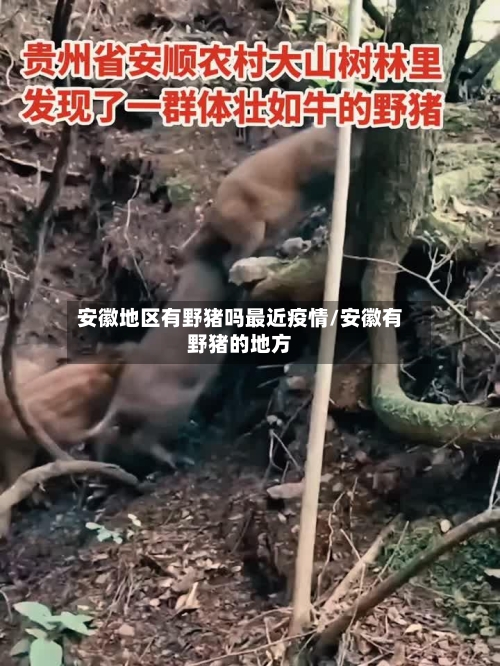 安徽地区有野猪吗最近疫情/安徽有野猪的地方