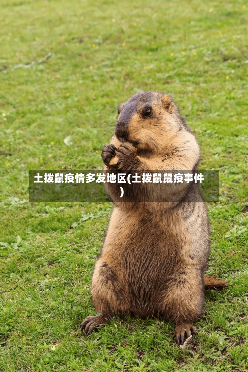 土拨鼠疫情多发地区(土拨鼠鼠疫事件)